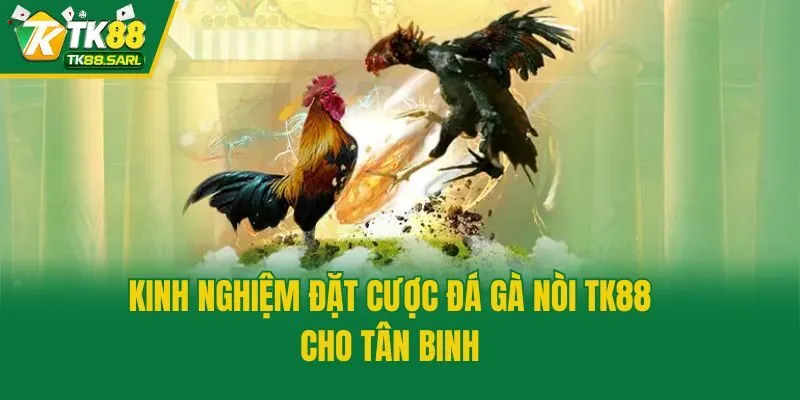Kinh nghiệm đặt cược đá gà nòi TK88 cho tân binh